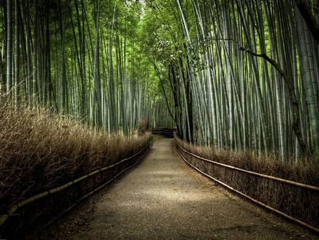 Caminho em jardim com bambu nas laterais